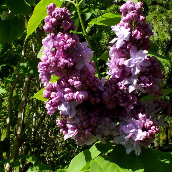 Syringa vulgaris Květ