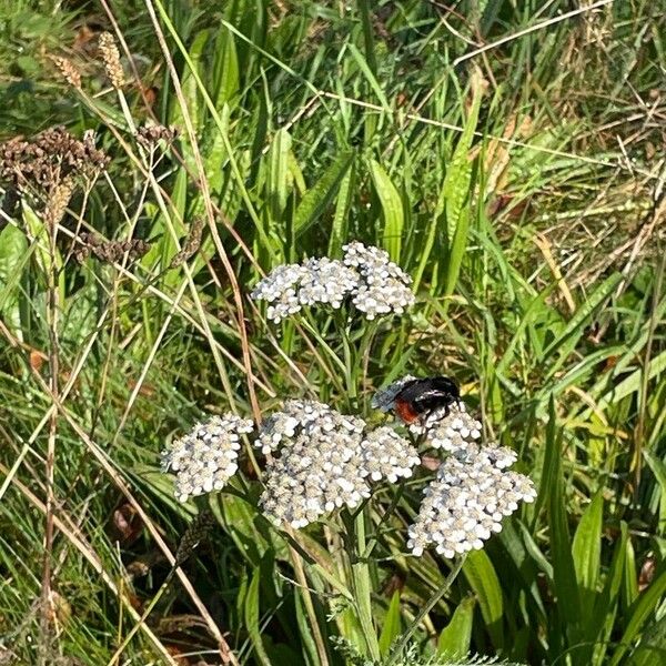 Achillea millefolium Кветка