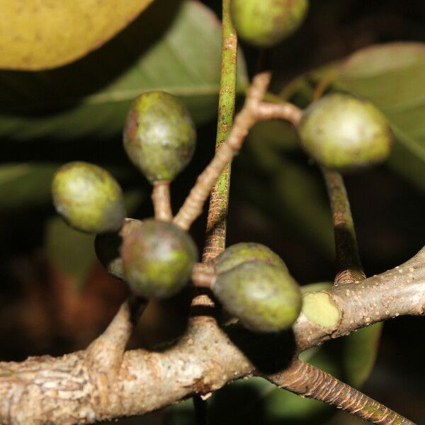 Bursera simaruba Fruit