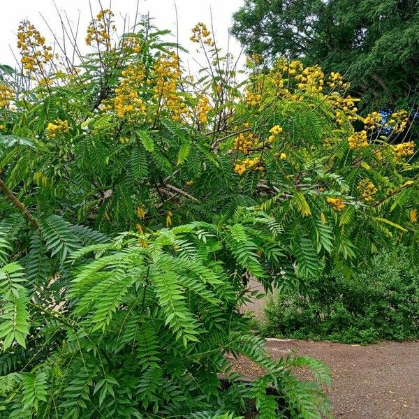 Senna petersiana 整株植物