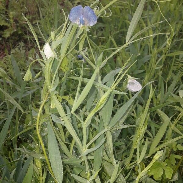 Lathyrus sativus Virág