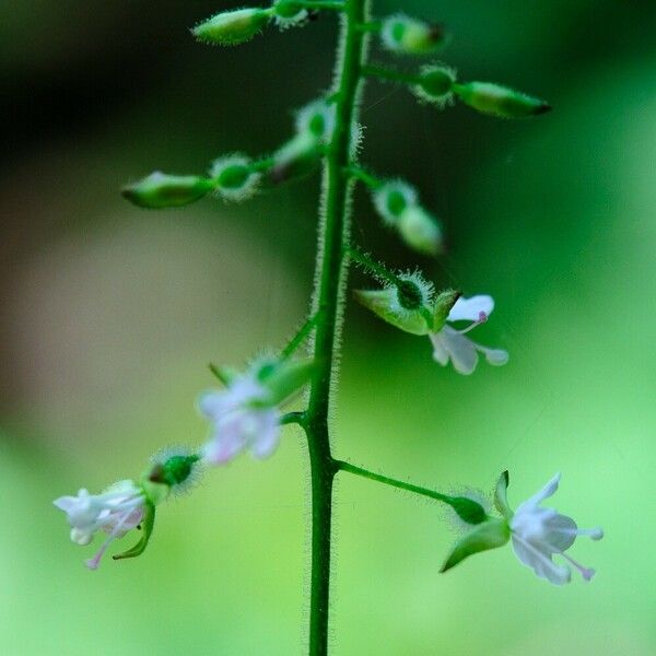 Circaea alpina 花