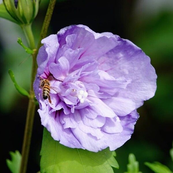 Hibiscus syriacus പുഷ്പം