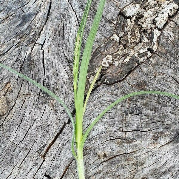 Carex distans Deilen
