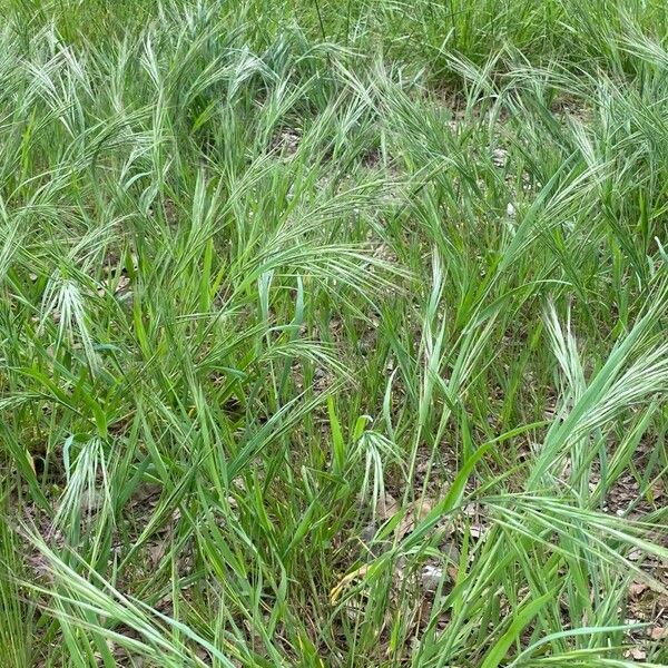 Bromus tectorum ᱛᱟᱦᱮᱸ