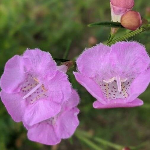 Agalinis purpurea Λουλούδι