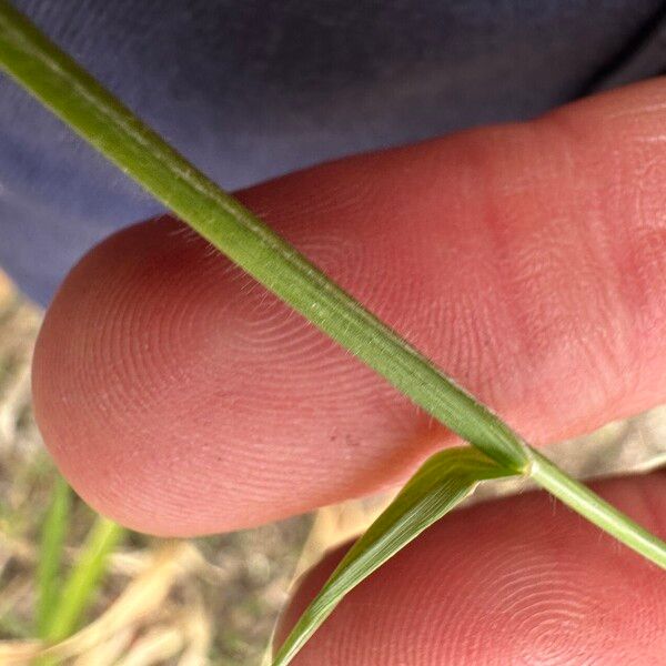 Urochloa eminii Casca