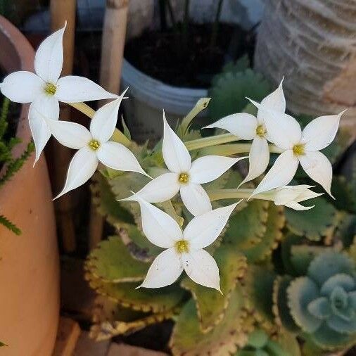 Kalanchoe marmorata Kwiat