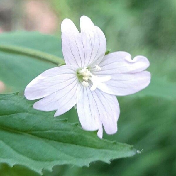 Epilobium montanum Fiore