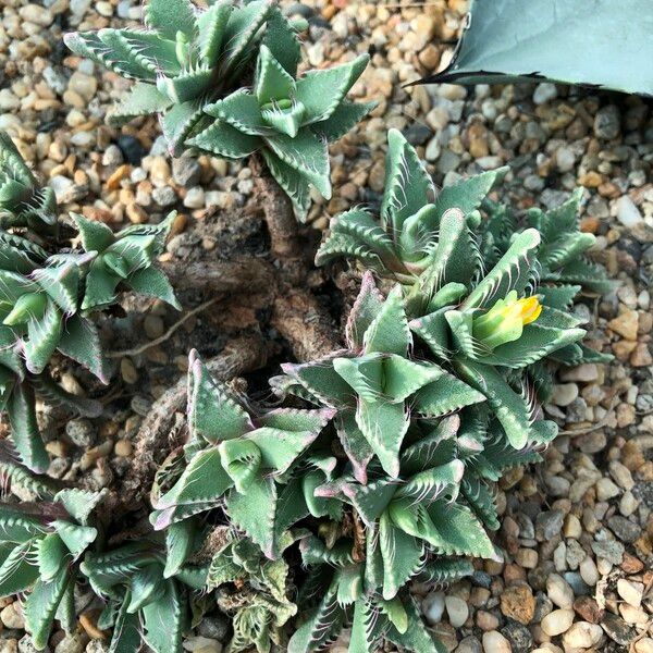 Faucaria tigrina Habitus