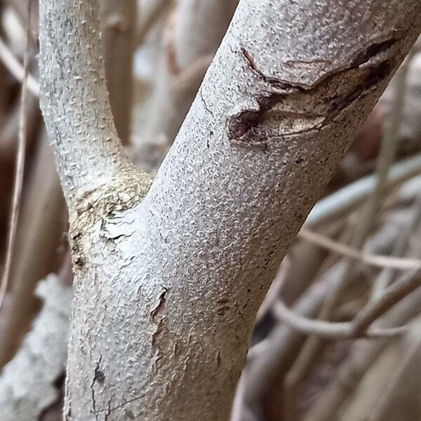 Corylopsis spicata Bark