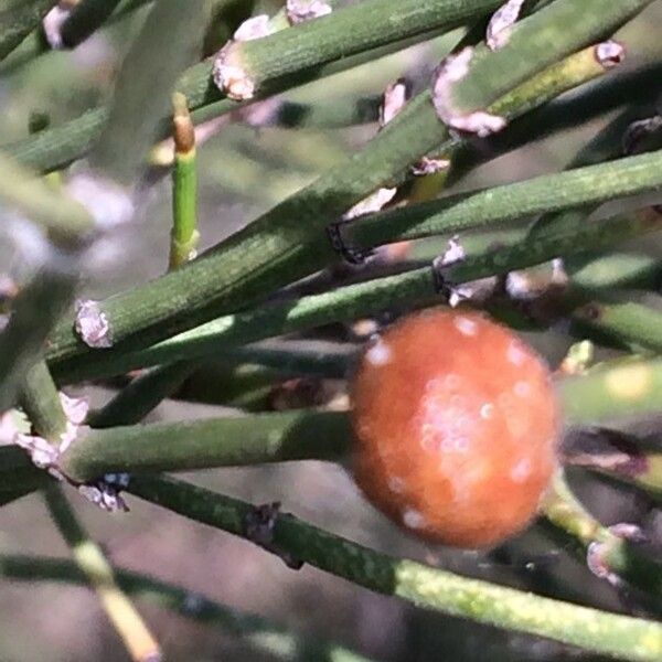 Ephedra major Fruto