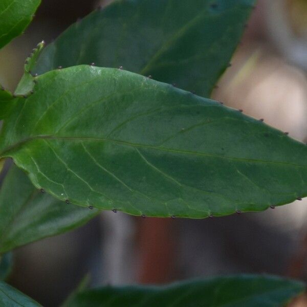 Faujasiopsis flexuosa Leaf