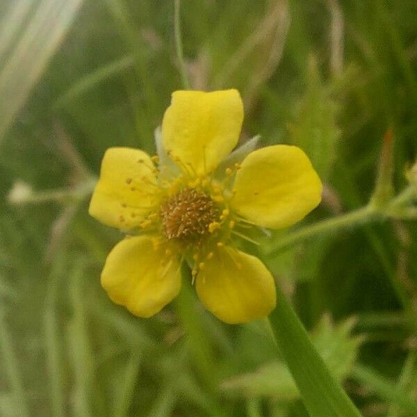 Geum urbanum Flower