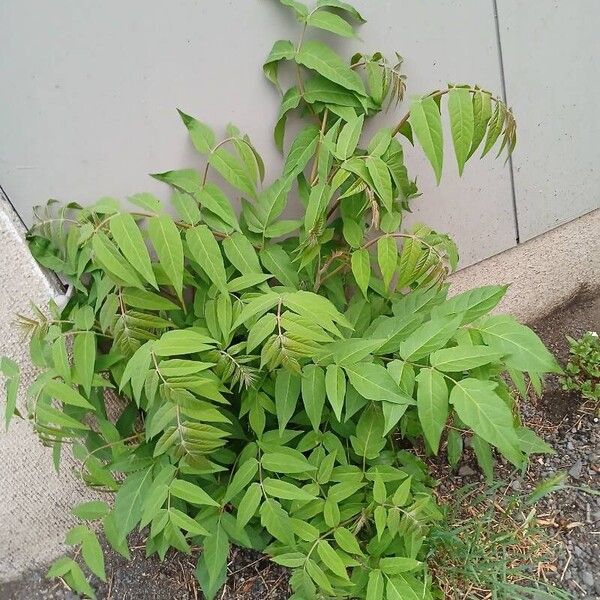 Ailanthus altissima অভ্যাস