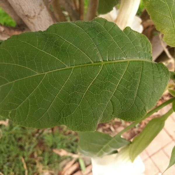 Brugmansia suaveolens Hoja