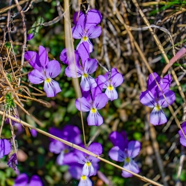 Viola aethnensis Blodyn