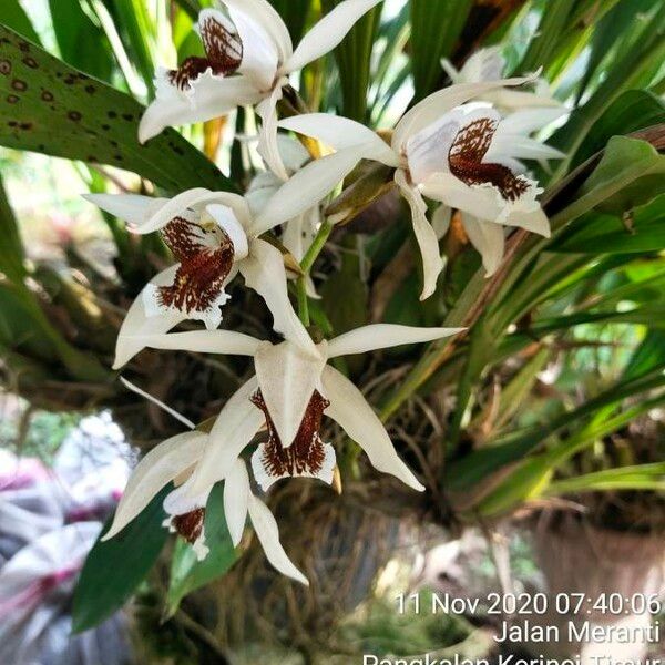 Coelogyne asperata Fiore