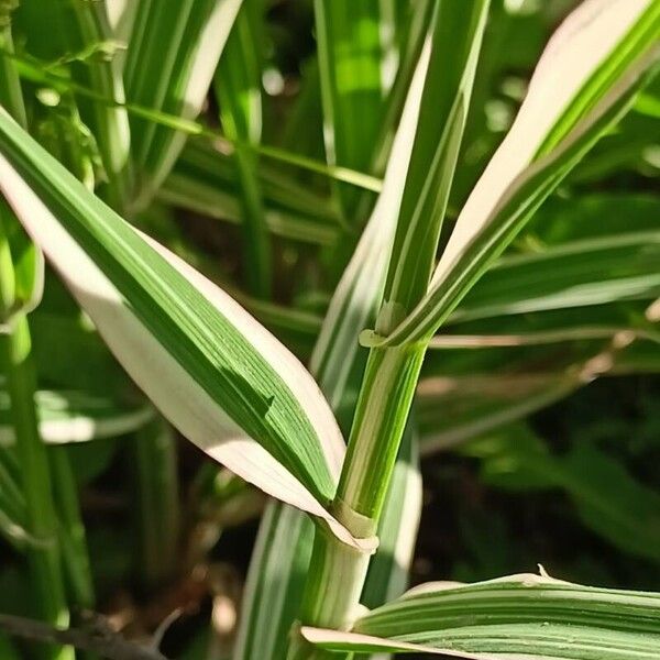 Phalaris arundinacea পাতা