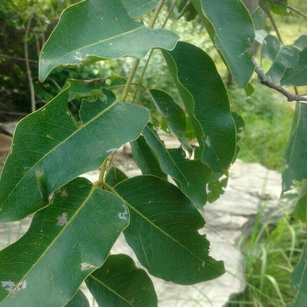 Pterocarpus erinaceus Leaf