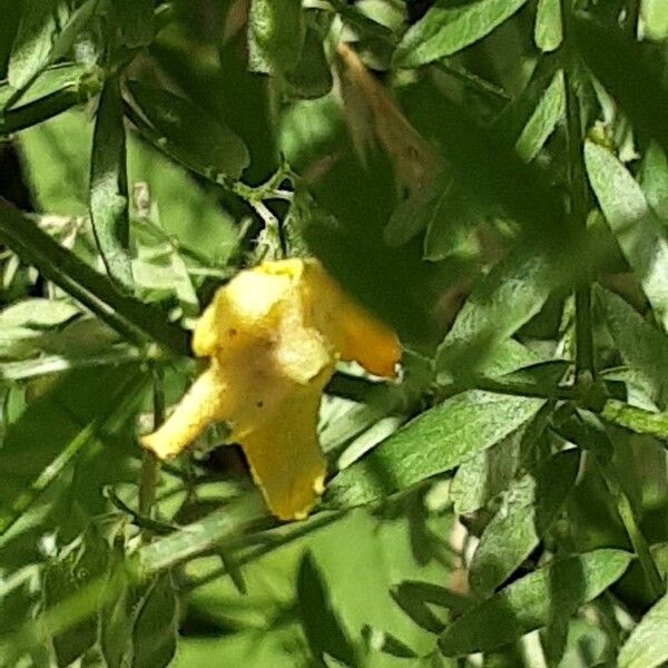 Vicia hirsuta Blomst