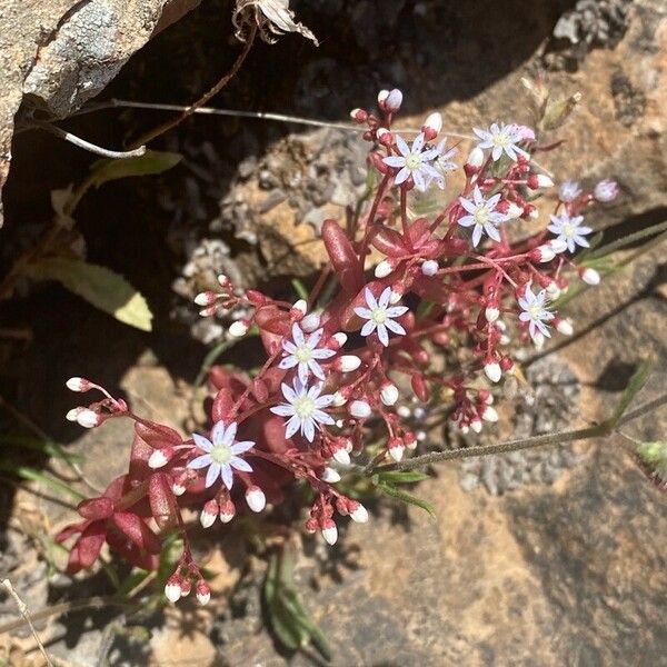 Sedum caeruleum Blüte