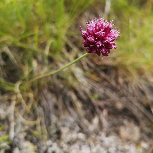 Allium rotundum ফুল