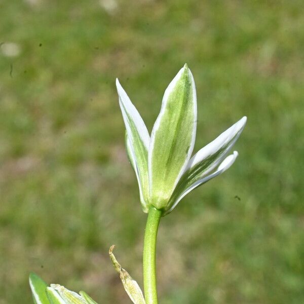 Ornithogalum orthophyllum Fiore