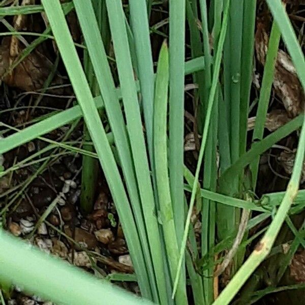 Typha angustifolia 葉