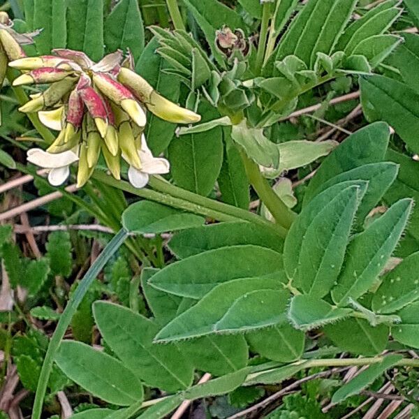 Astragalus frigidus Habit