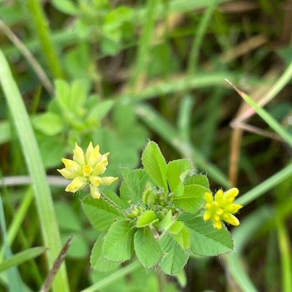 Trifolium dubium Blomst