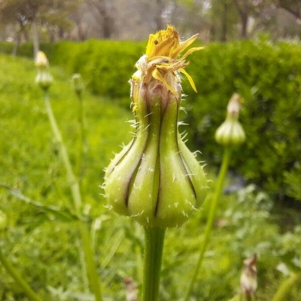 Urospermum picroides Kwiat