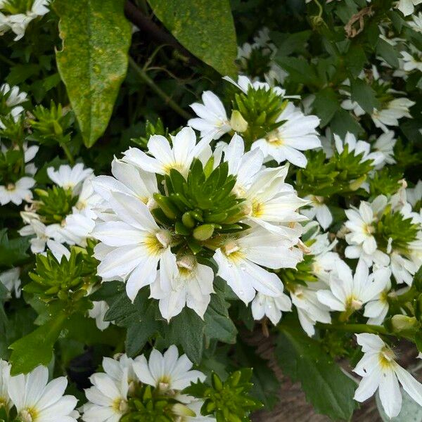 Scaevola plumieri Flower