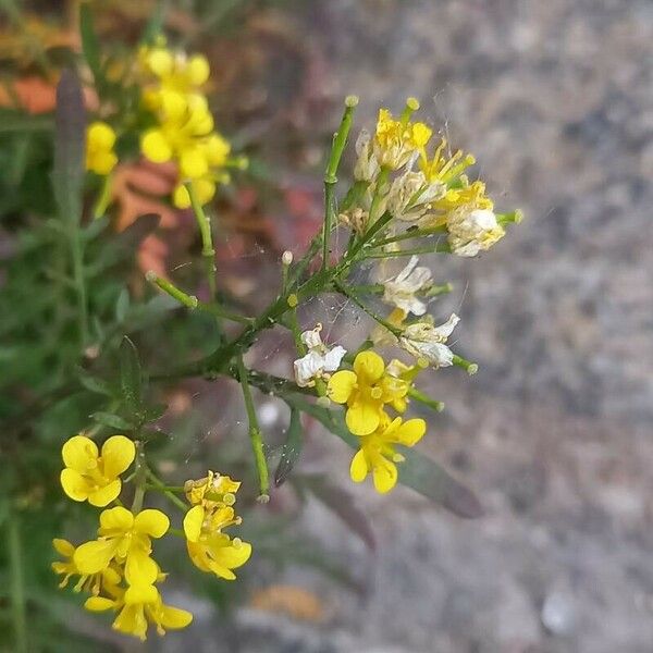 Rorippa sylvestris Blüte