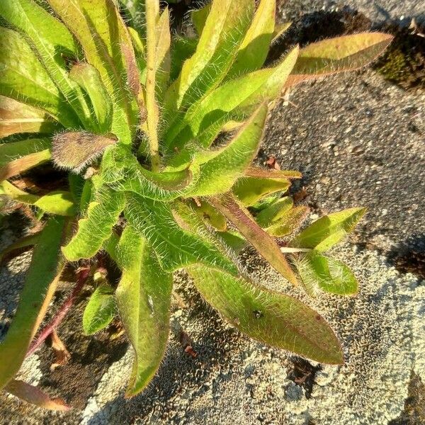 Inula britannica Leaf