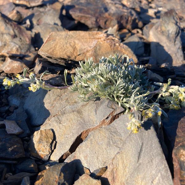 Artemisia umbelliformis Vivejo