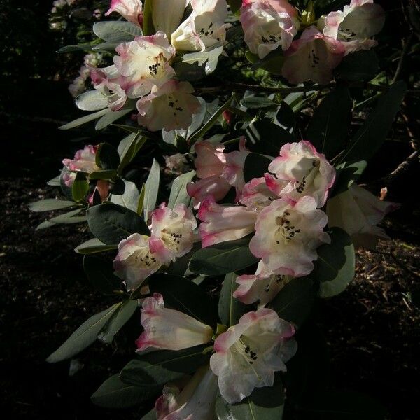 Rhododendron stewartianum Fiore