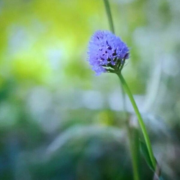 Succisella inflexa Flower