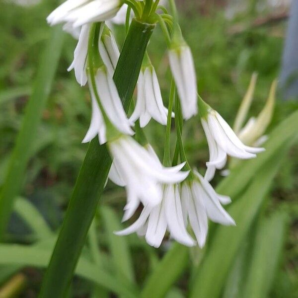 Allium triquetrum Virág