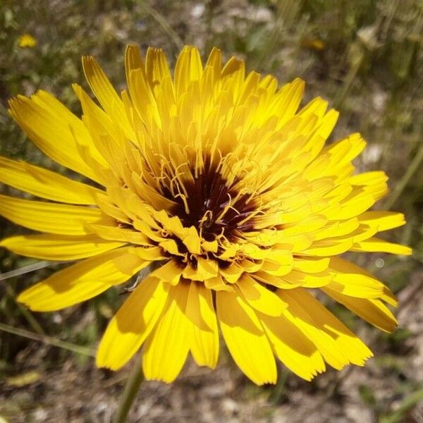 Reichardia tingitana Flower