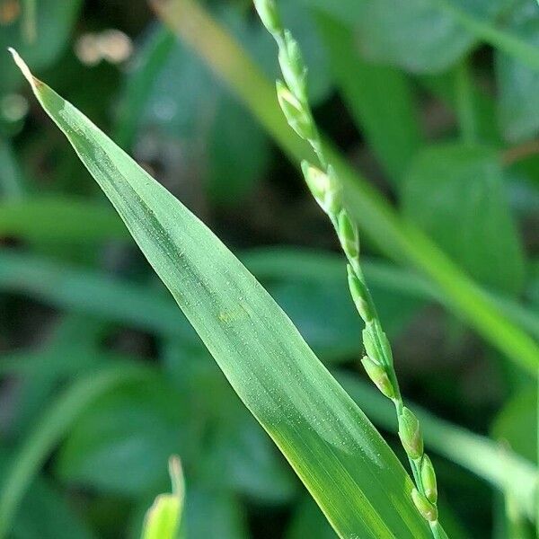 Ehrharta erecta 花