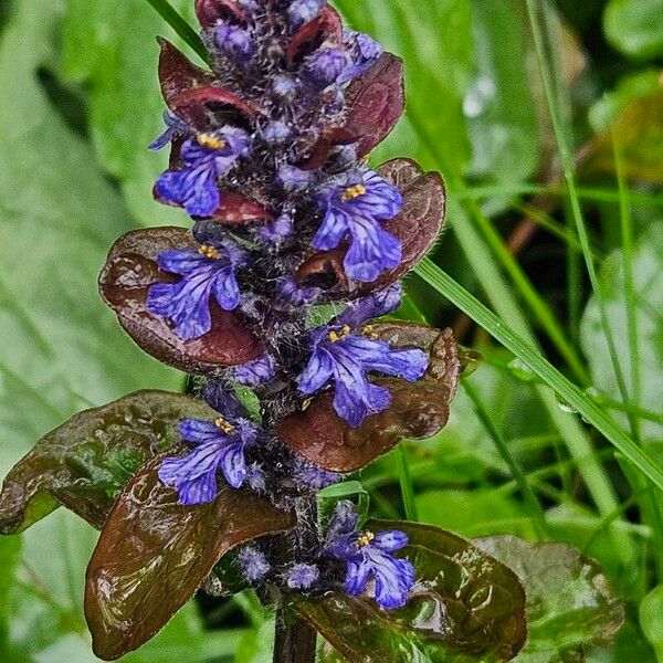 Ajuga reptans Květ