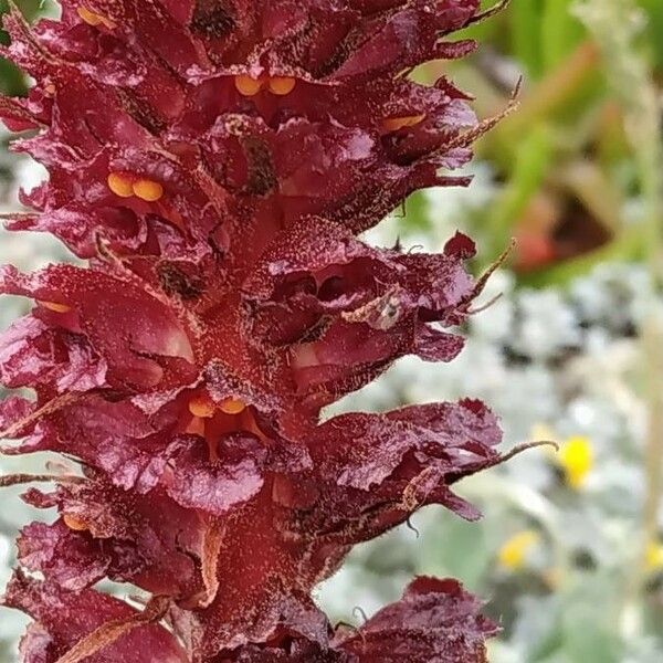 Observation: Orobanche sanguinea C.Presl (Sibylle Kalmbach Apr 22, 2019 ...