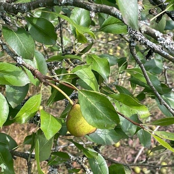 Pyrus spinosa Φύλλο