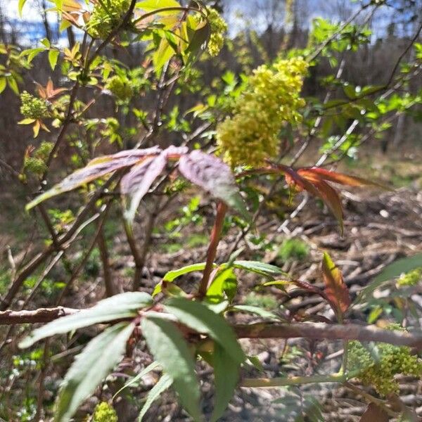 Sambucus racemosa Ліст