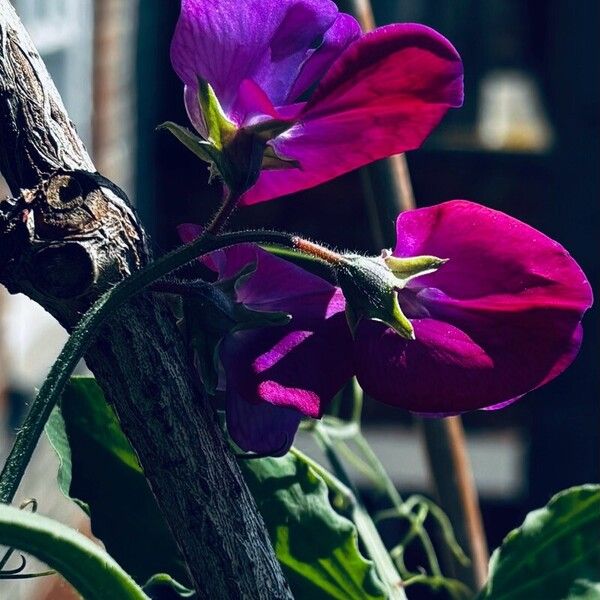 Lathyrus odoratus Flower