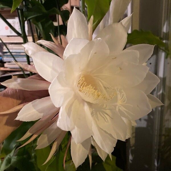 Epiphyllum oxypetalum Flower