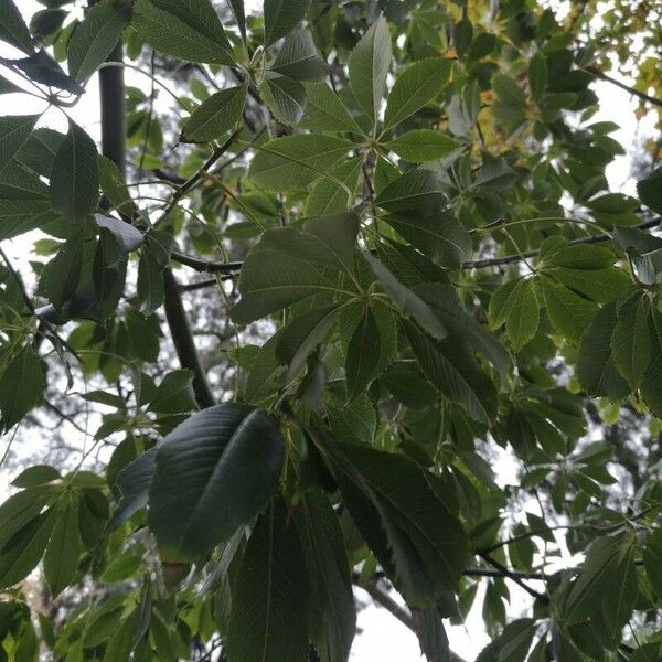 Bombax ceiba Leaf