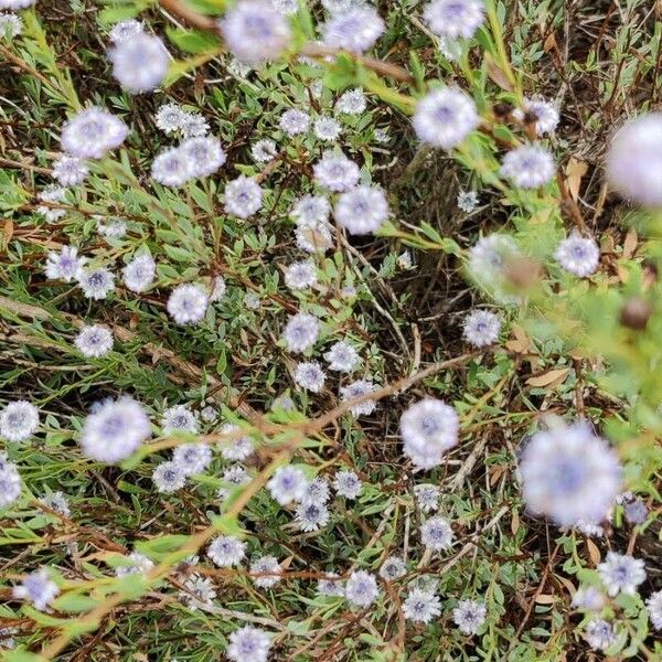 Globularia alypum പുഷ്പം