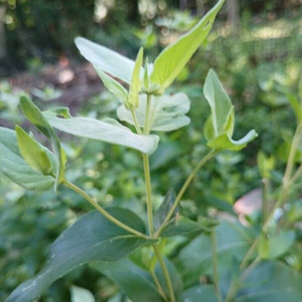 Pycnanthemum muticum چھال